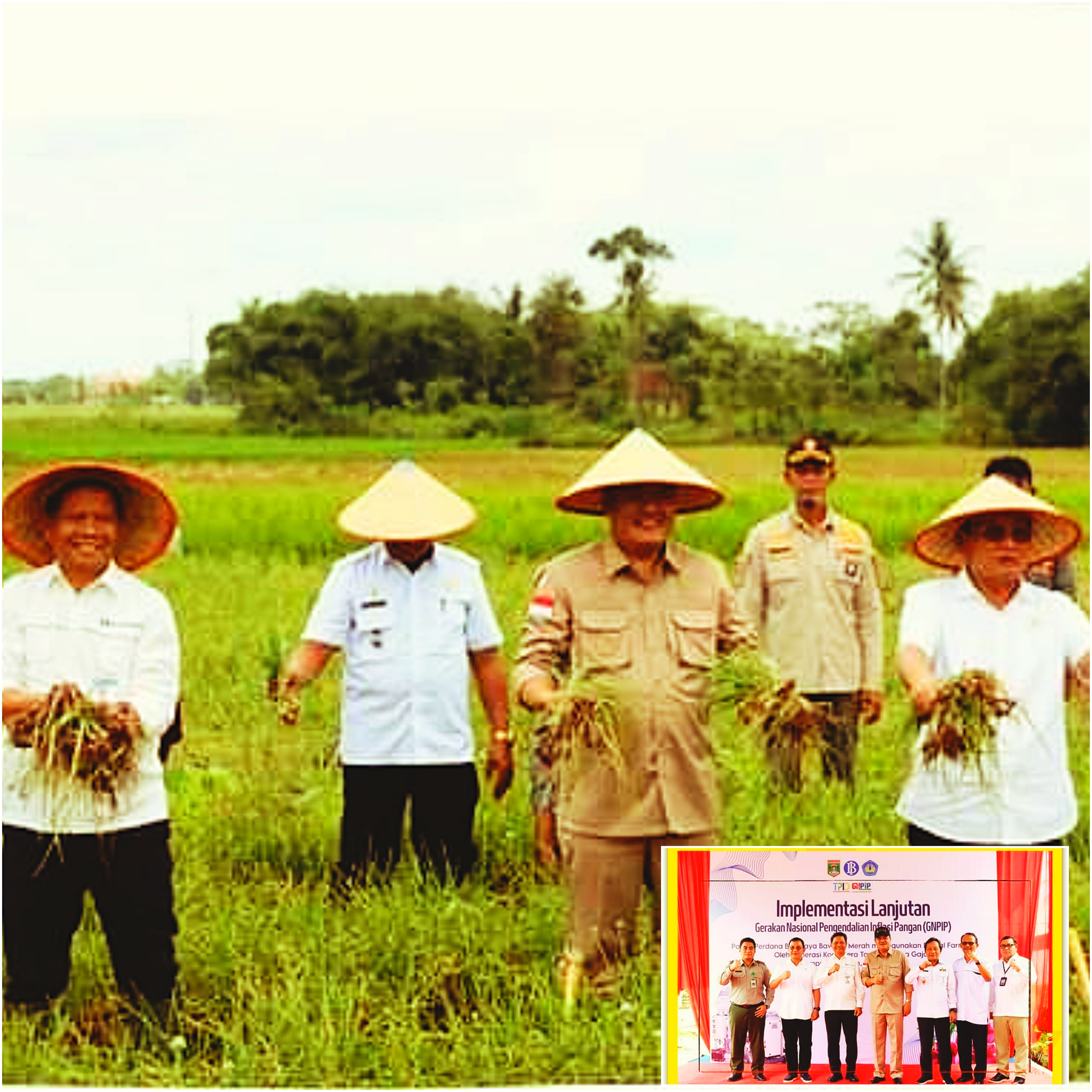 Budiyono BI Lampung Semringah, Budidaya Bawang Merah Digital Farming Kota Gajah Panen Perdana