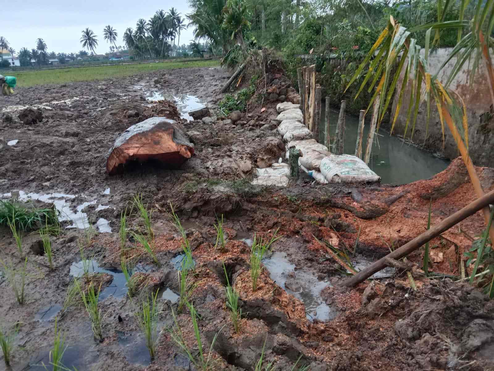 Hujan Lebat Di Pekon Waysindi Haluan Rusak Tanggul Lampai Banding