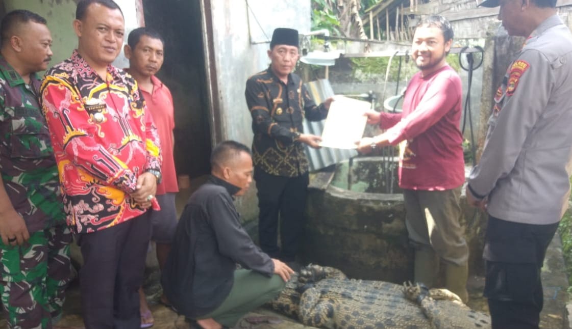 Buaya Muara Diserahkan ke BKSDA Usai Serang Warga di Semaka