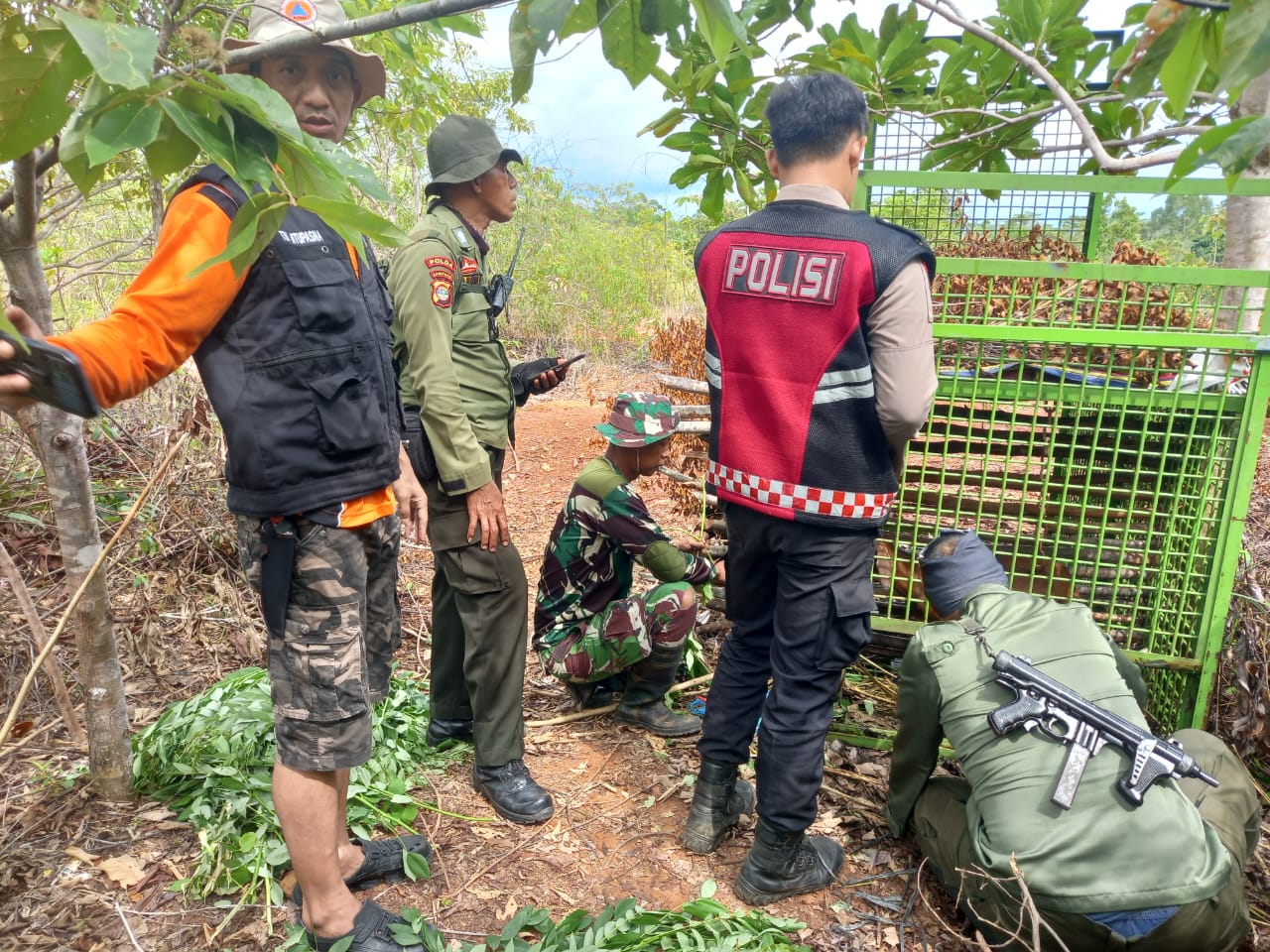 Pesisir Barat Siaga Hadapi Konflik Manusia-Harimau, Patroli Intensif Dilakukan